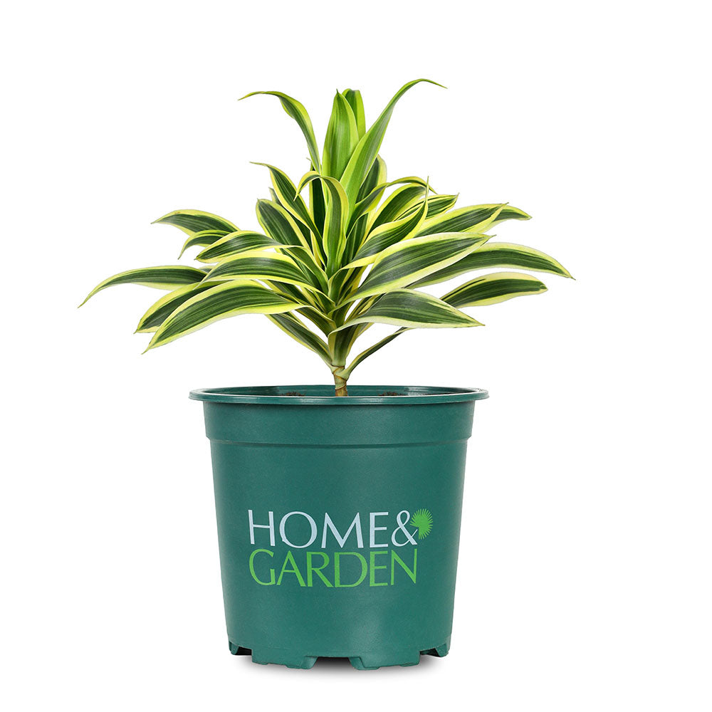 DRACAENA REFLEXA PLEOMELLE SONG OF INDIA - دراسينا ريفليكسا