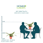 DRACAENA LEMON LIME H30-40" دراسينا ليمون لايم