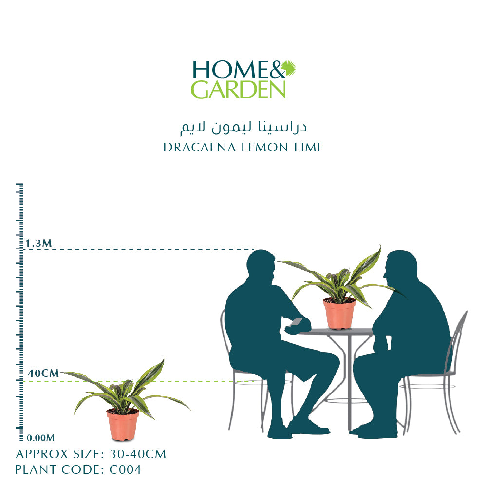 DRACAENA LEMON LIME H30-40" دراسينا ليمون لايم