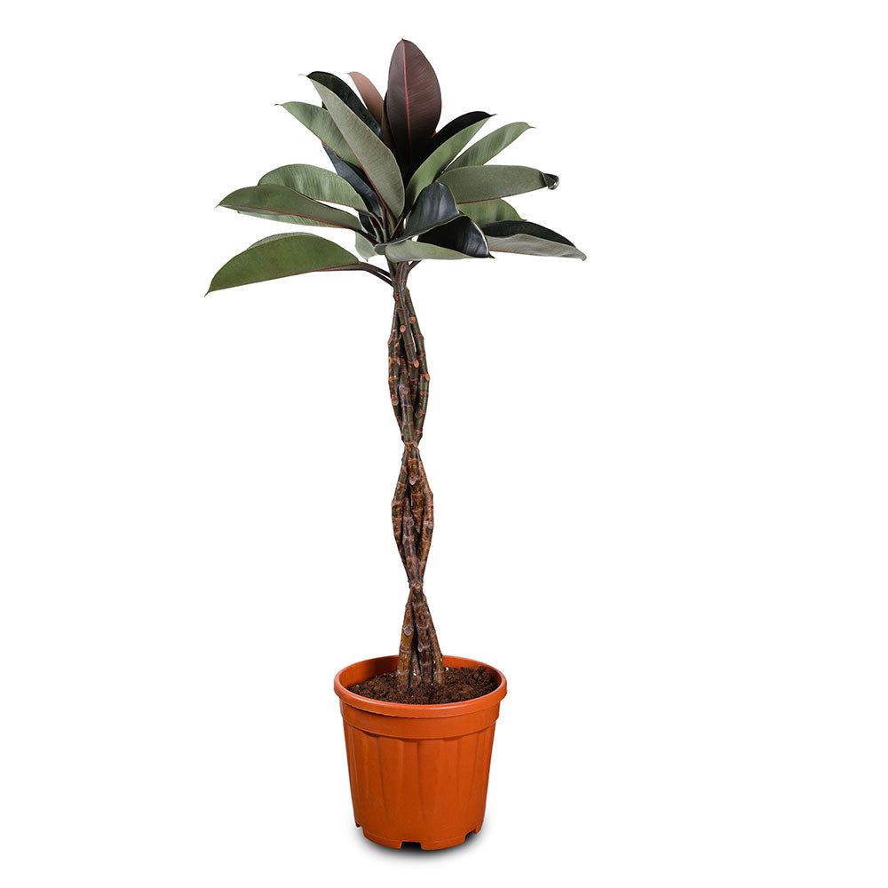 FICUS ELASTICA BURGUNDY فيكس مطاطي 