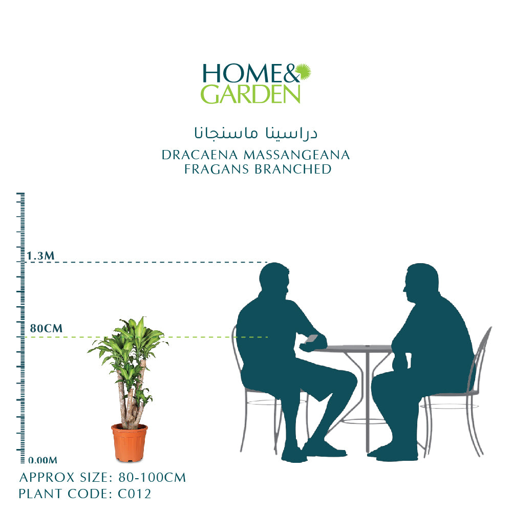 DRACAENA MASSANGEANA FRAGANS BRANCHED H24"  دراسينا ماسنجانا