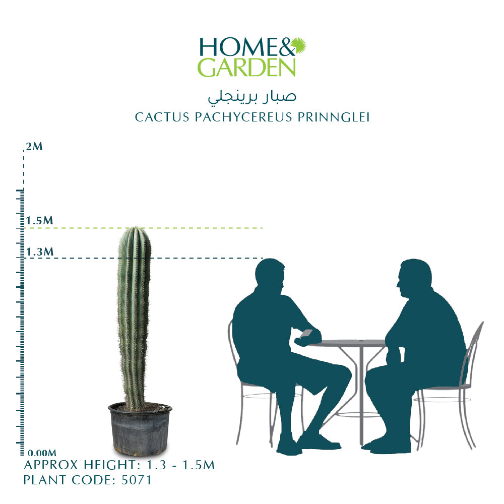 الصبار PACHYCEREUS PRINNGLEI 1.2-1.5MTR صبار بنجلي