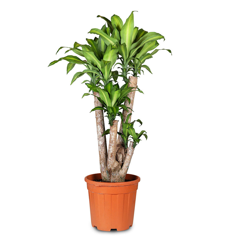 DRACAENA MASSANGEANA FRAGANS BRANCHED H24"  دراسينا ماسنجانا