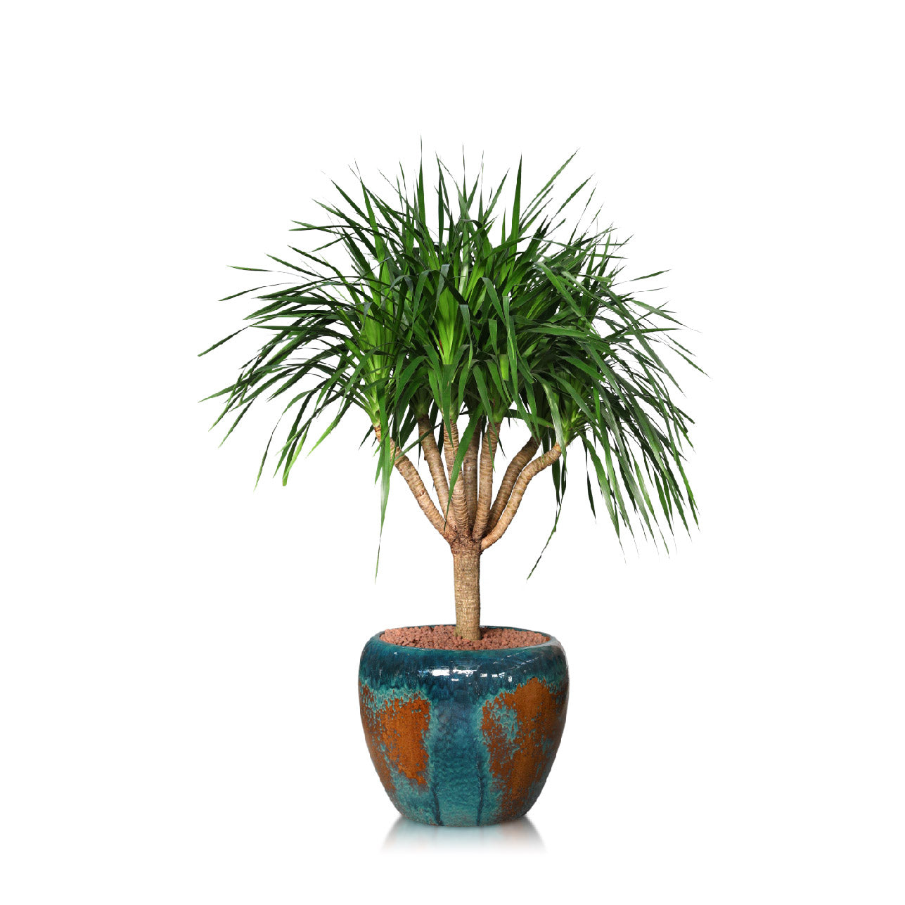 DRACAENA DRACO IN ANTIQUE BLUE CERAMIC POT - دراسينا دراكو في حوض السيراميك الازرق المميز