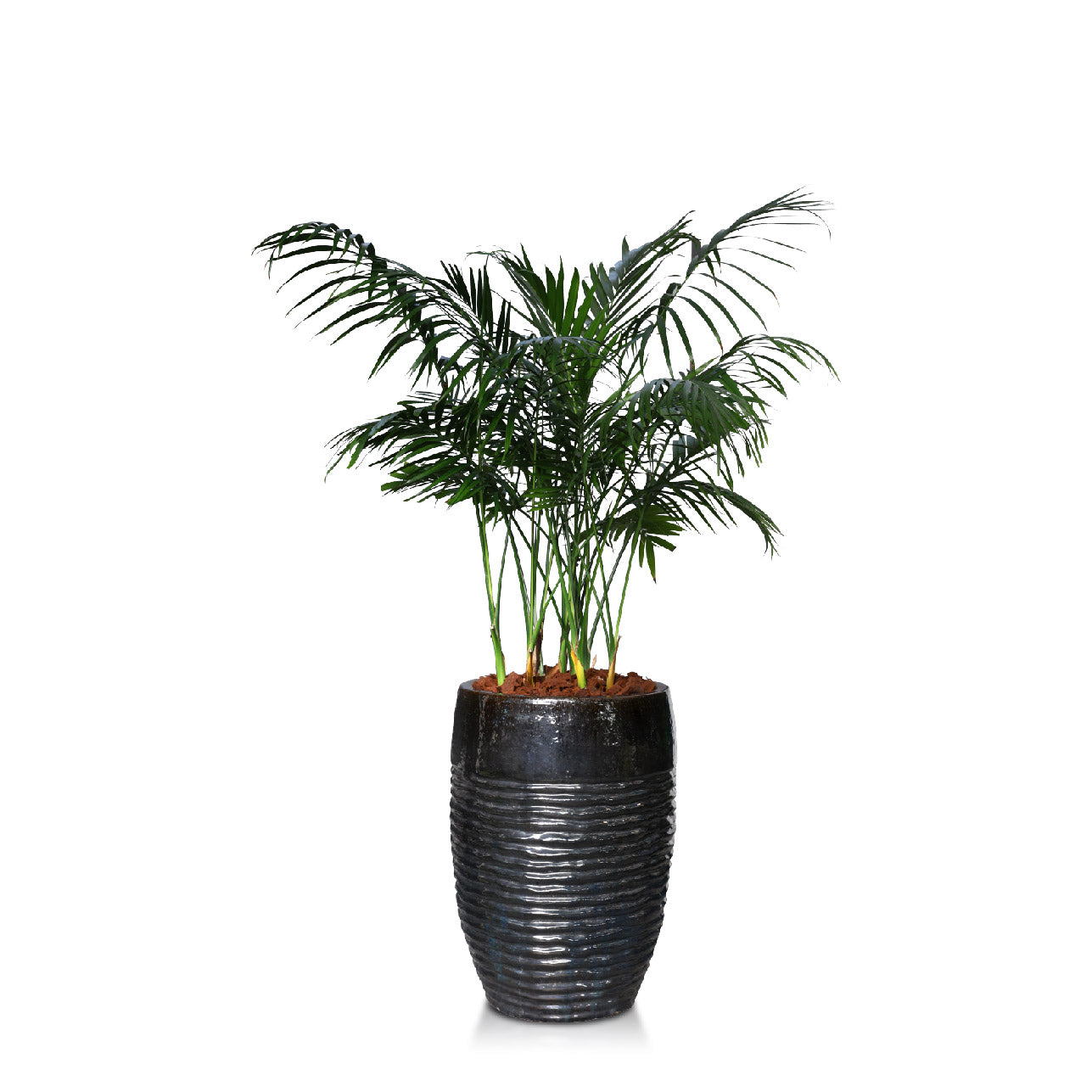 RAVENEA RIVULARIS IN SHINY BLACK CERAMIC POT - نبات رافينيا في حوض اسود لامع من السيراميك