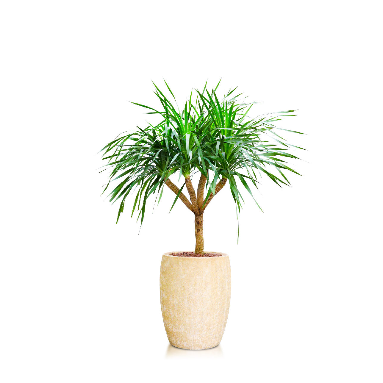 DRACAENA DRACO IN BEIGE FIBER COMPOSITE POT دراسينا دراكو في حوض الفايبر