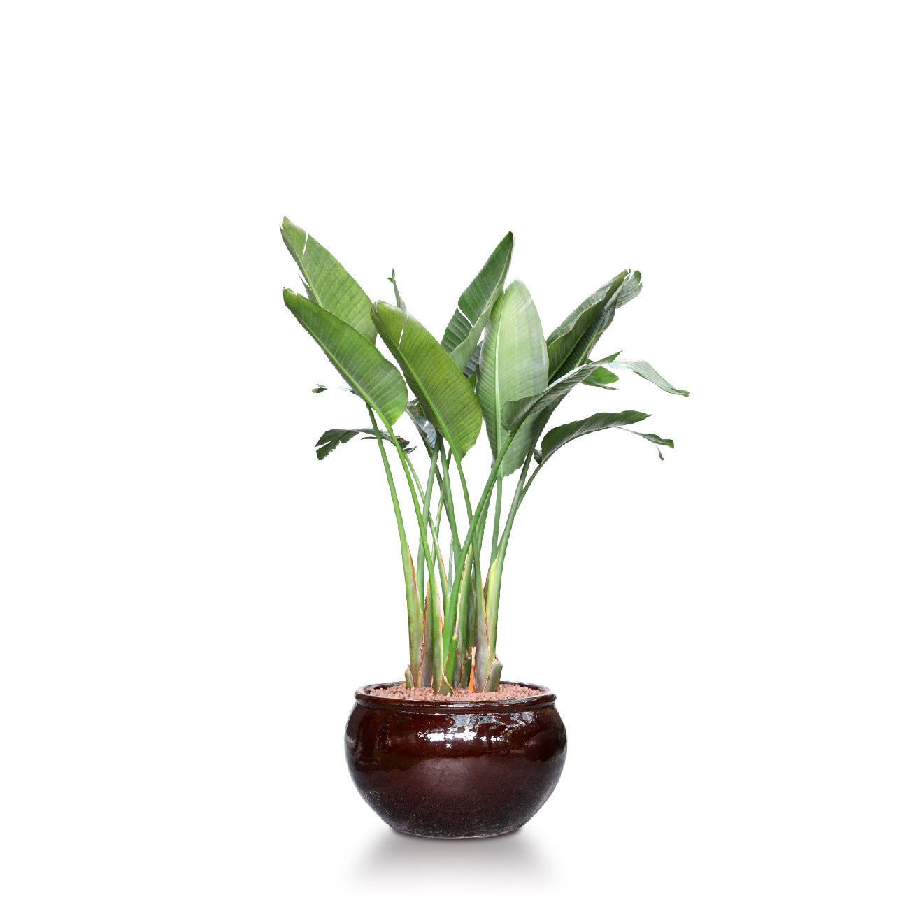 STRELITZIA NICOLAI IN BROWN CABBAGE POT - عصفور الجنة في حوض بني