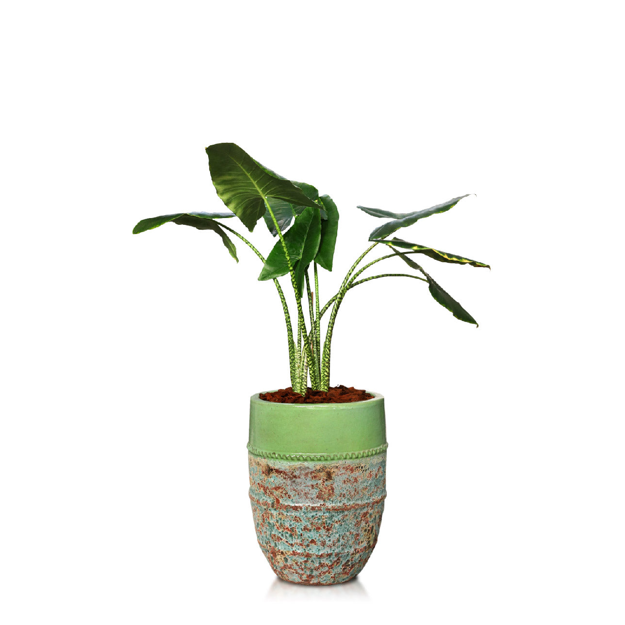 ALOCASIA IN PETROLINA MINT-MIST GREEN POT نبات الوكاسيا في حوض بترولينا المميز