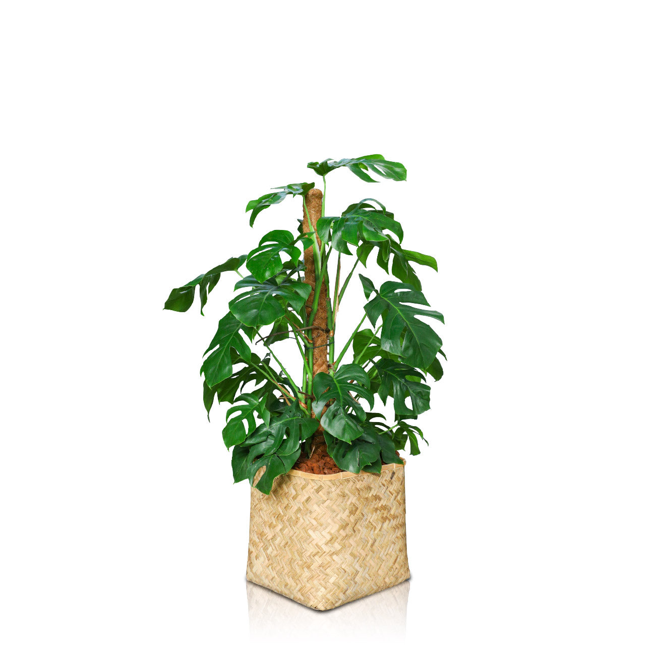 MONSTERA MOSS STICK IN BAMBOO POT - مونستيرا في حوض البامبو المميز