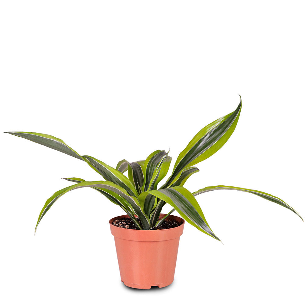 DRACAENA LEMON LIME H30-40" دراسينا ليمون لايم