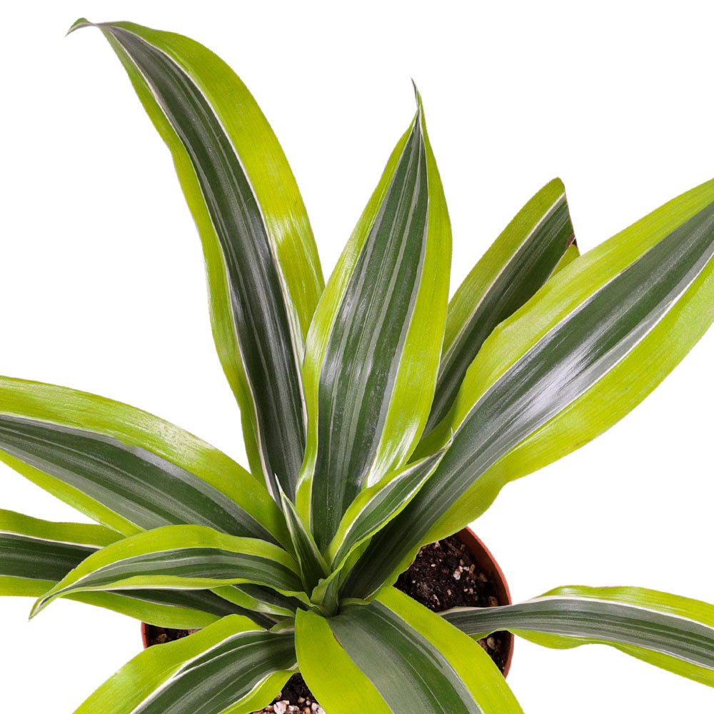 DRACAENA LEMON LIME H30-40" دراسينا ليمون لايم