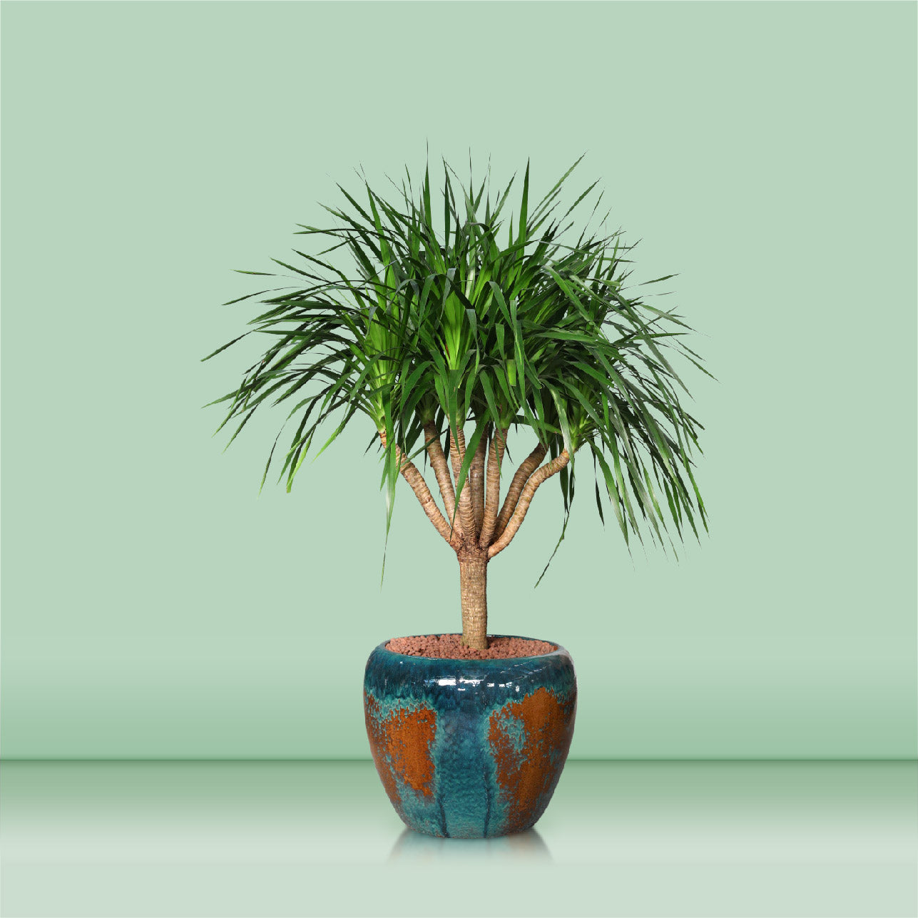 DRACAENA DRACO IN ANTIQUE BLUE CERAMIC POT - دراسينا دراكو في حوض السيراميك الازرق المميز