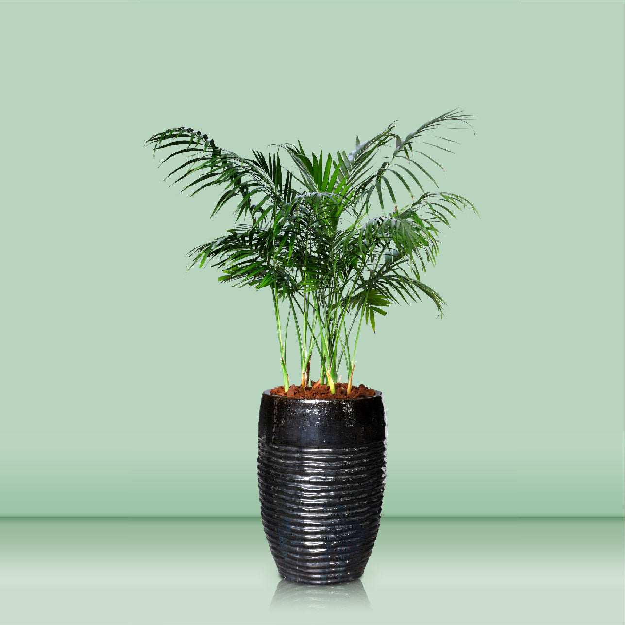 RAVENEA RIVULARIS IN SHINY BLACK CERAMIC POT - نبات رافينيا في أحمر شفاه لامع من السيراميك