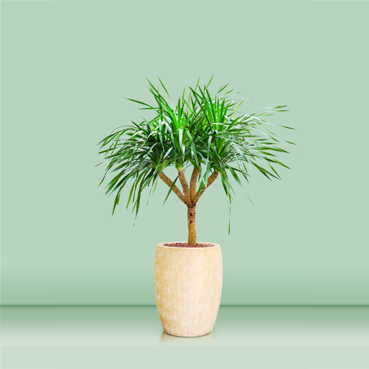 DRACAENA DRACO IN BEIGE FIBER COMPOSITE POT دراسينا دراكو في حوض الفايبر