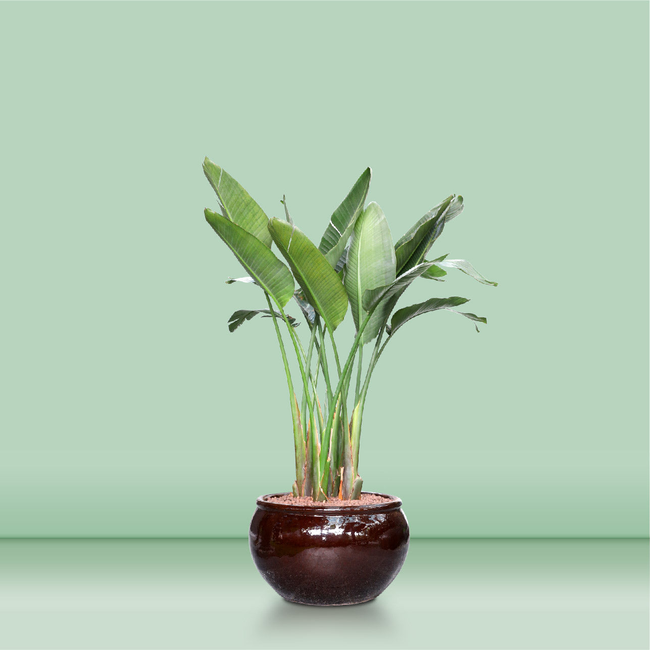 STRELITZIA NICOLAI IN BROWN CABBAGE POT - عصفور الجنة في حوض بني