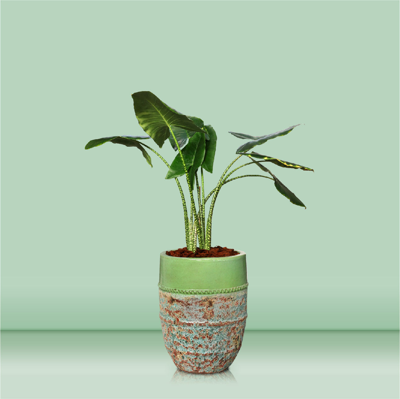 ALOCASIA IN PETROLINA MINT-MIST GREEN POT نبات الوكاسيا في بترولينا المميز