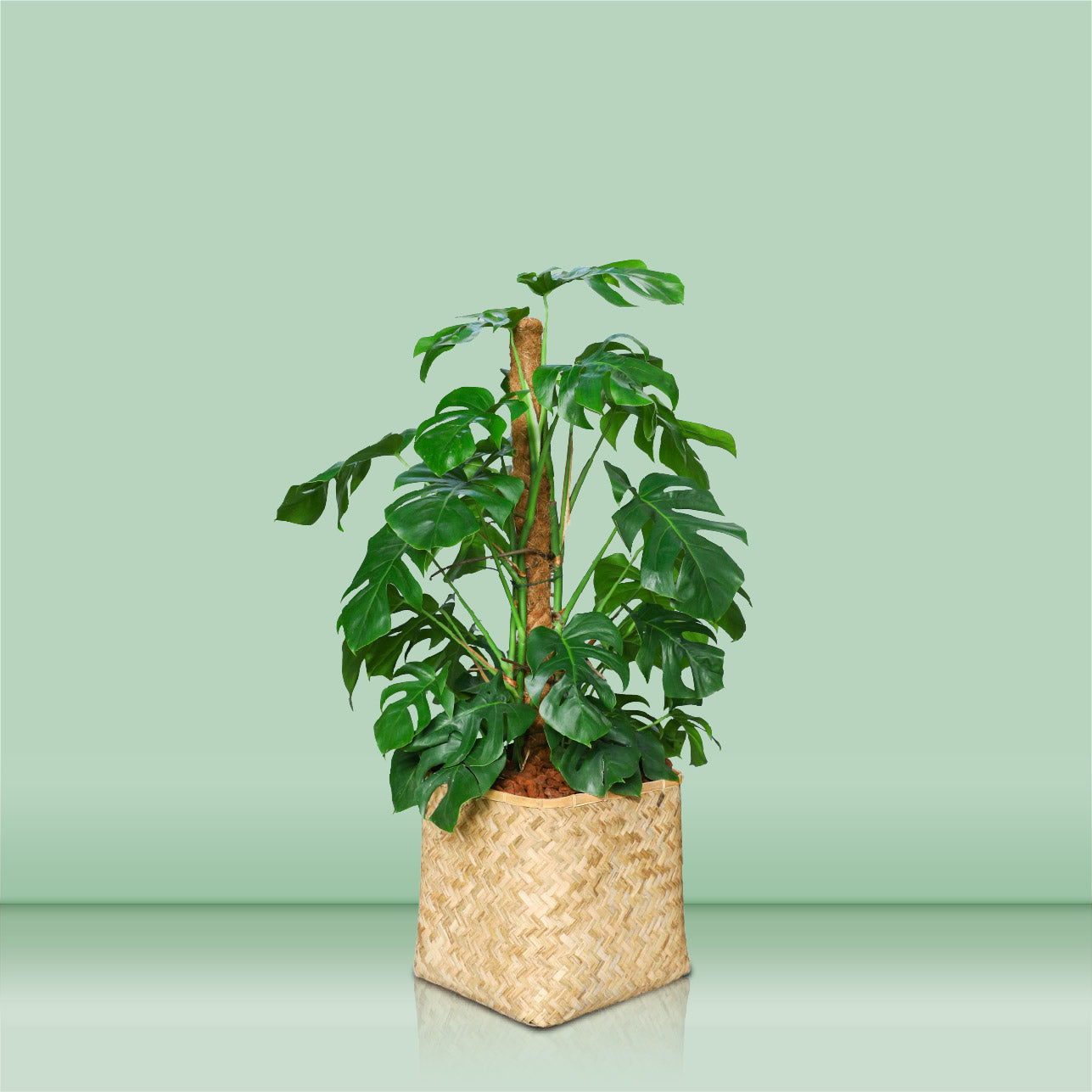 MONSTERA MOSS STICK IN BAMBOO POT - مونستيرا في حوض البامبو المميز