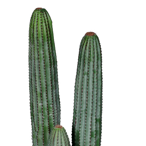 ARTIFICIAL CATCUS PLANT - نبات الصبار الاصطناعي