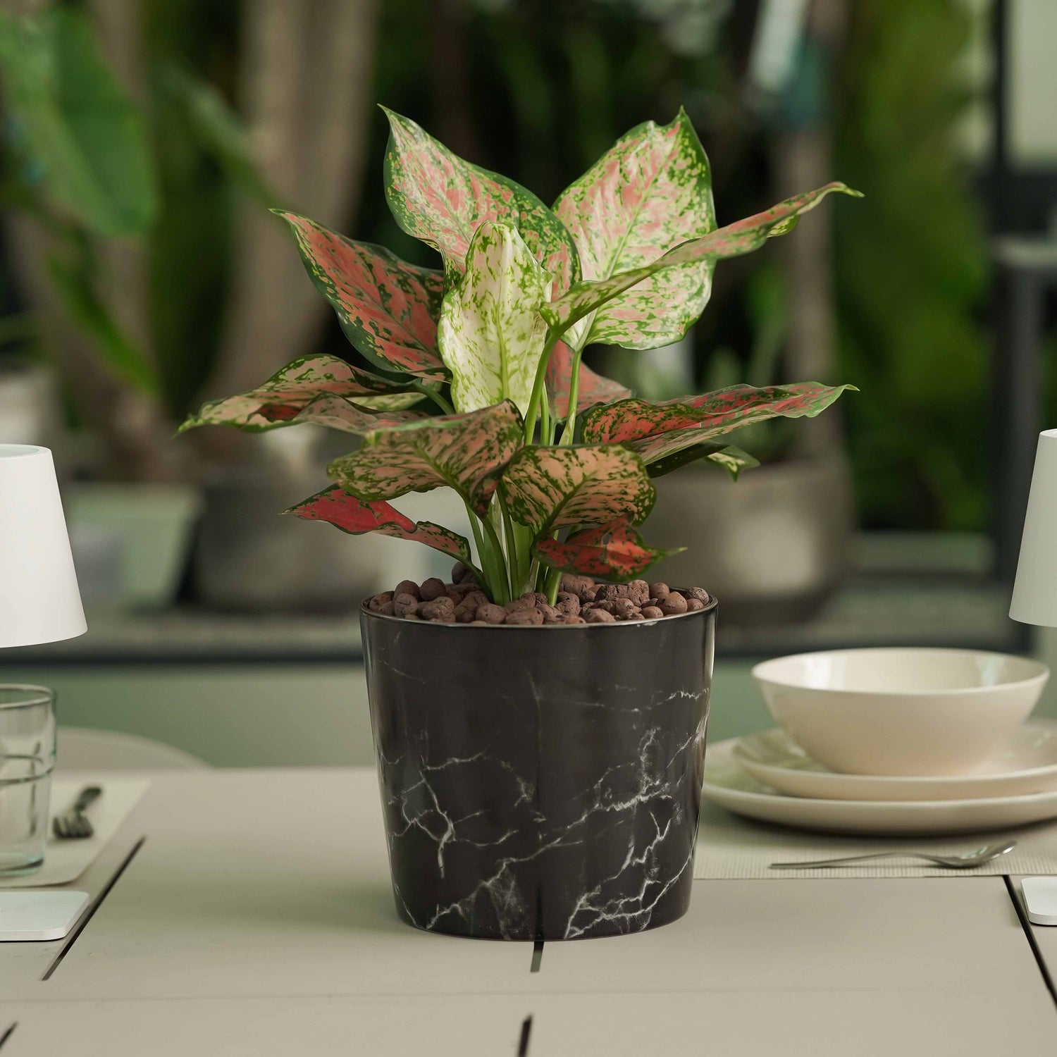 MARBLE MIST AGLAONEMA - أجلونيما