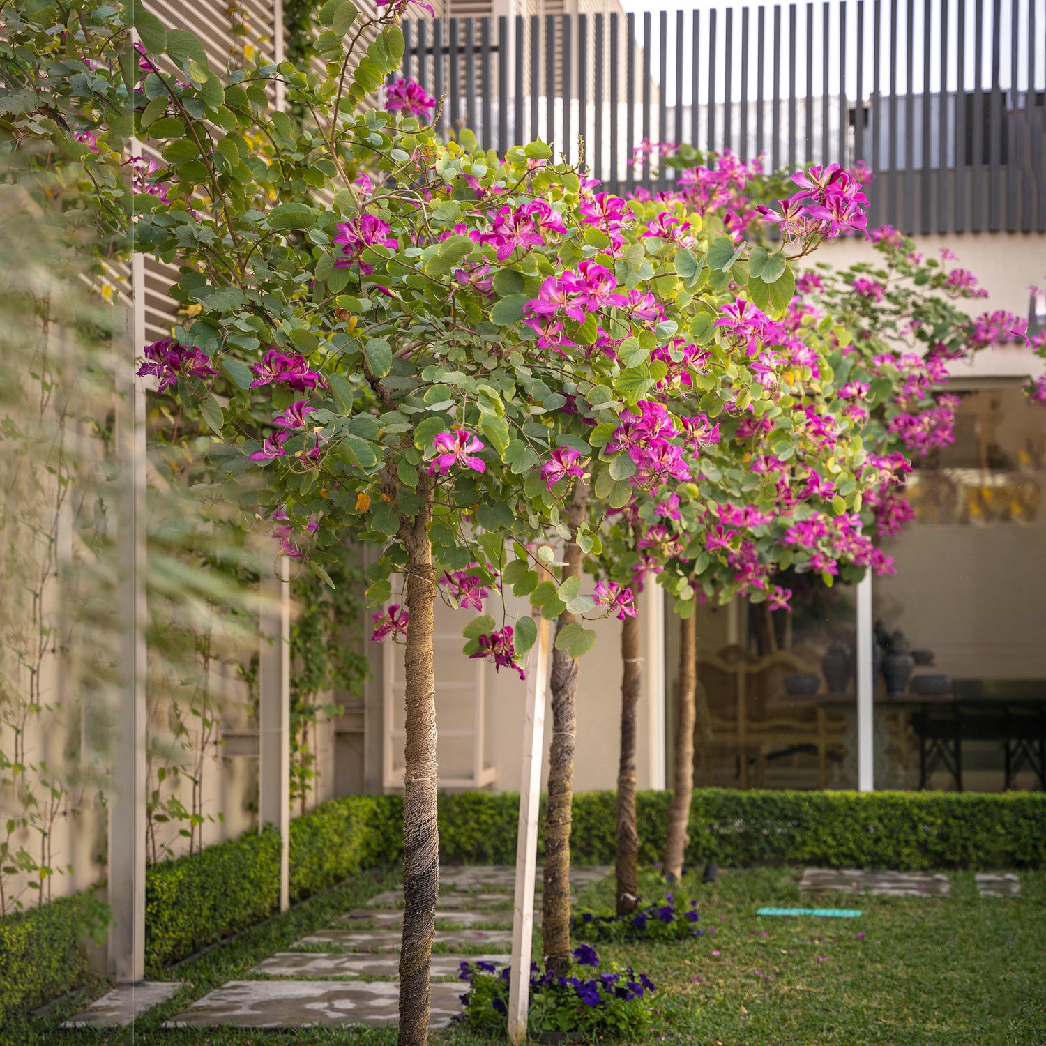 BAUHINIA PURPUREA	بوهينيا البنفسجية