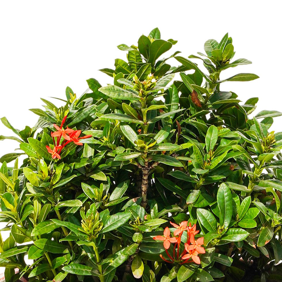 IXORA CHINENSIS - ORANGE	اكزورا الصينية