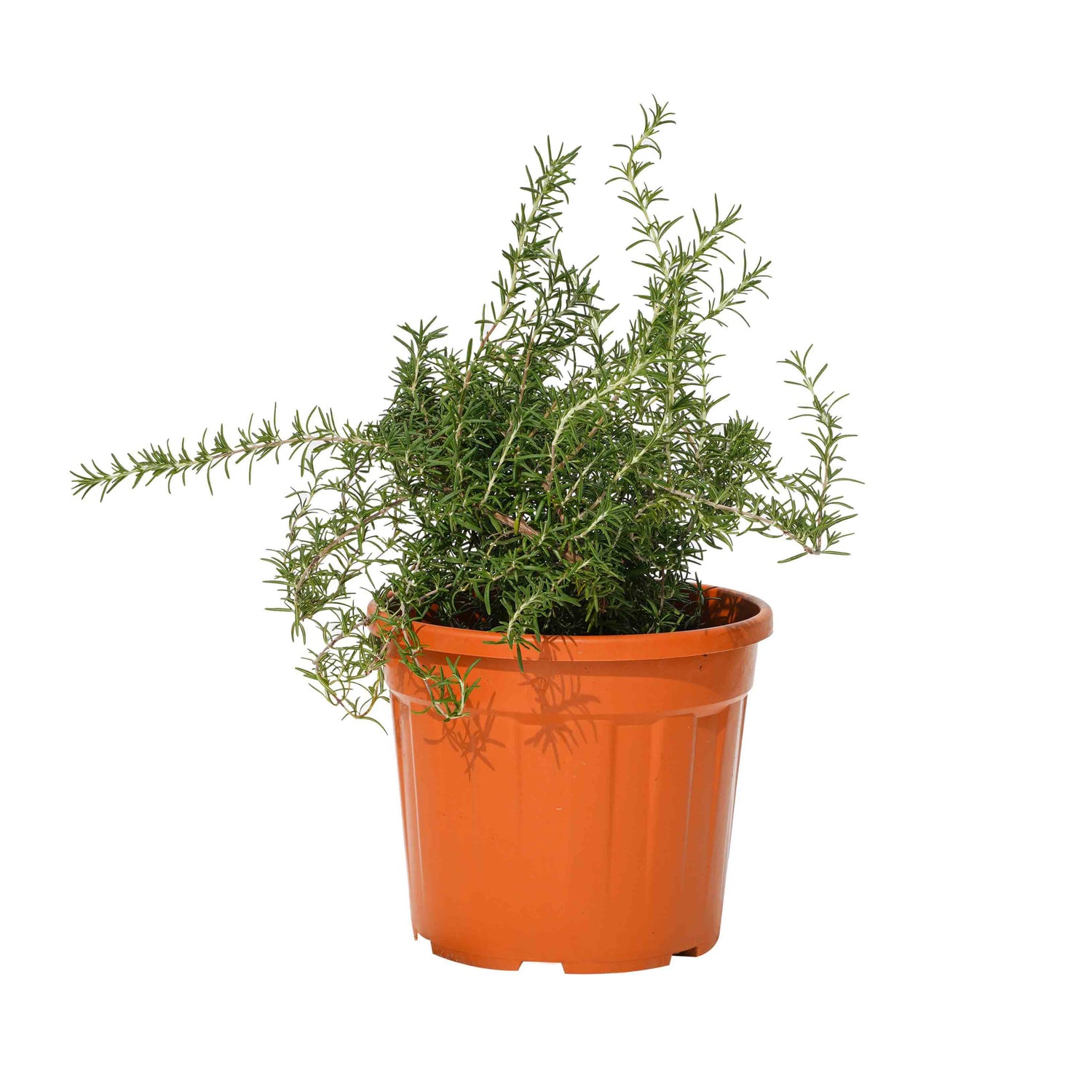 ROSMARINUS PROSTRATUS (Rosemary)-	 اكليل الجبل الزاحف