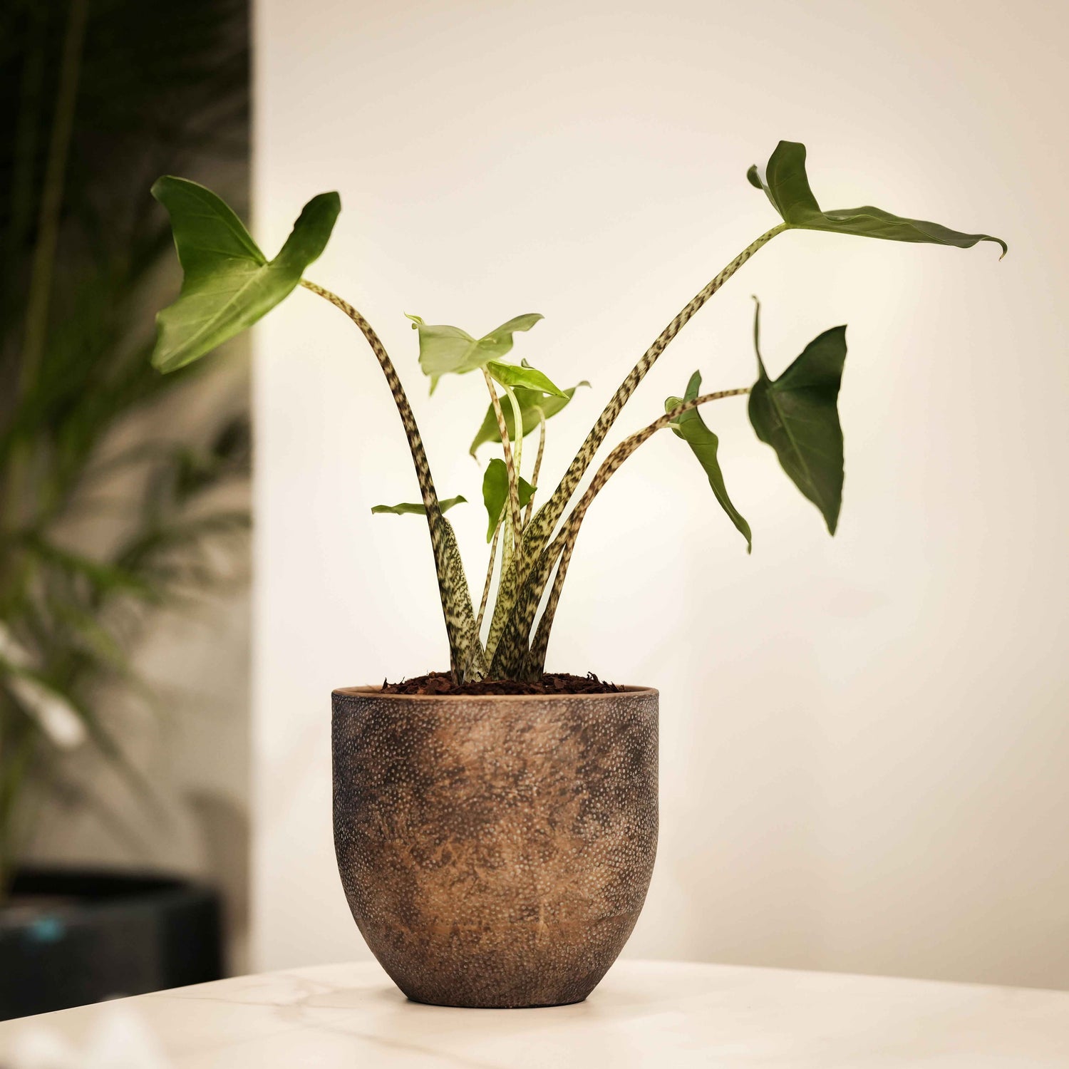 ALOCASIA IN DORTMUND GOLD PLANTER - ألوكاسيا في حوض دورتموند الذهبي