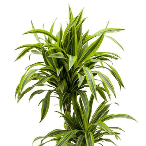 DRACAENA DER LEMON LIME H140 نبات دراسينا ليمون لايم