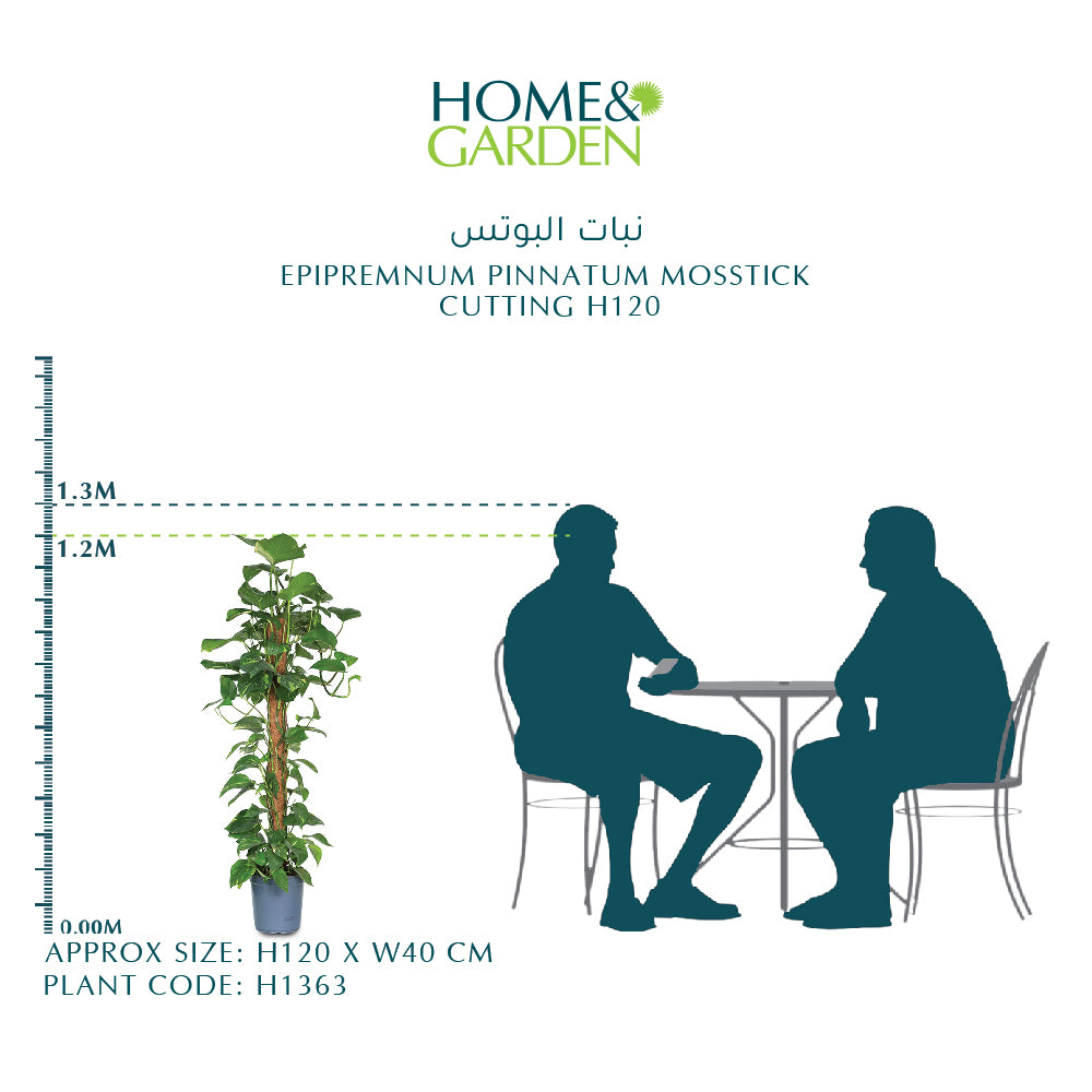 EPIPREMNUM PINNATUM MOSSTICK CUTTING H120 نبات البوتس