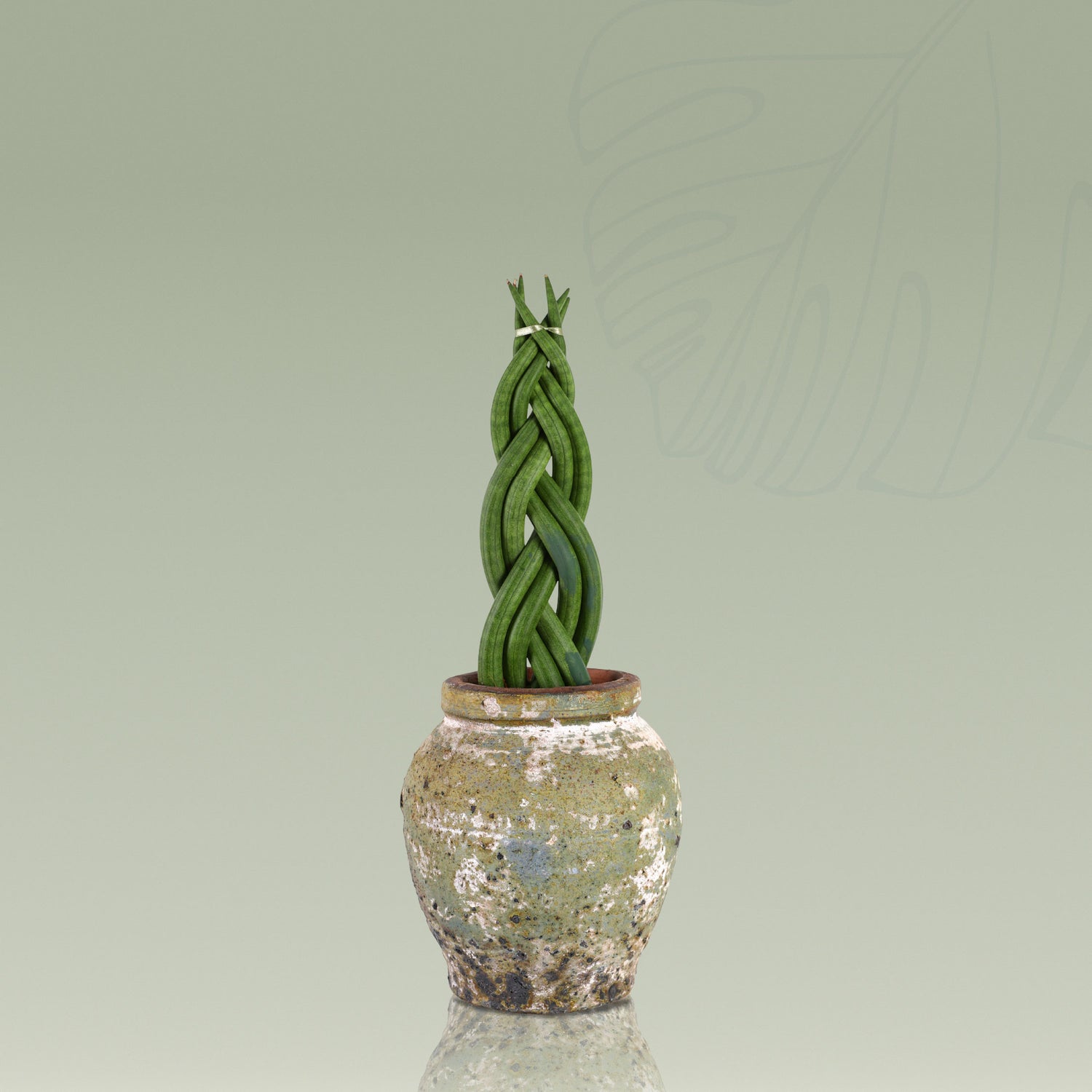 SANSEVIERIA CYLINDRICA IN GREEN CERAMIC POT