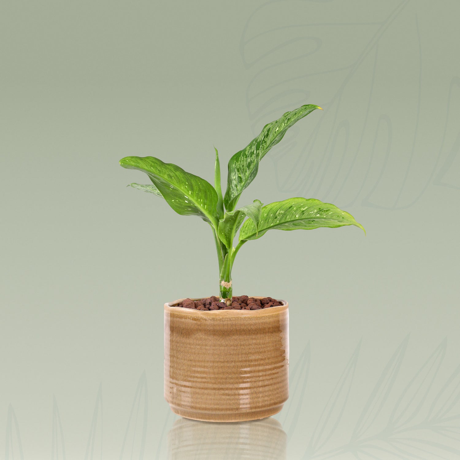 DIEFFENBACHIA IN BROWN CERAMIC POT