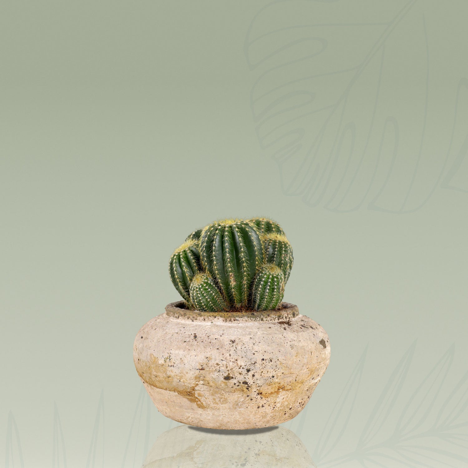 CACTUS IN BEIGE CERAMIC POT