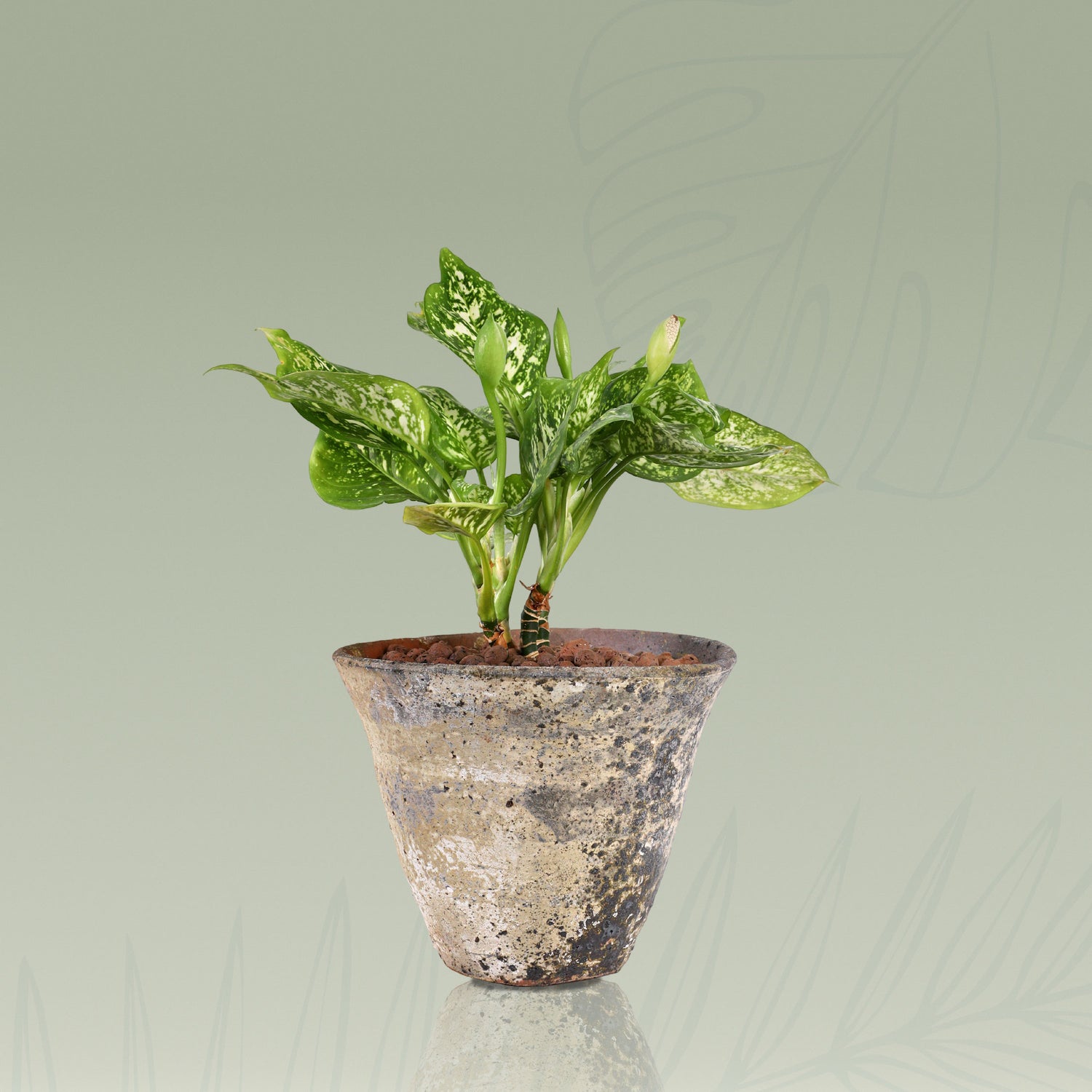 AGLAONEMA IN ANTIQUE WHITE CERAMIC POT