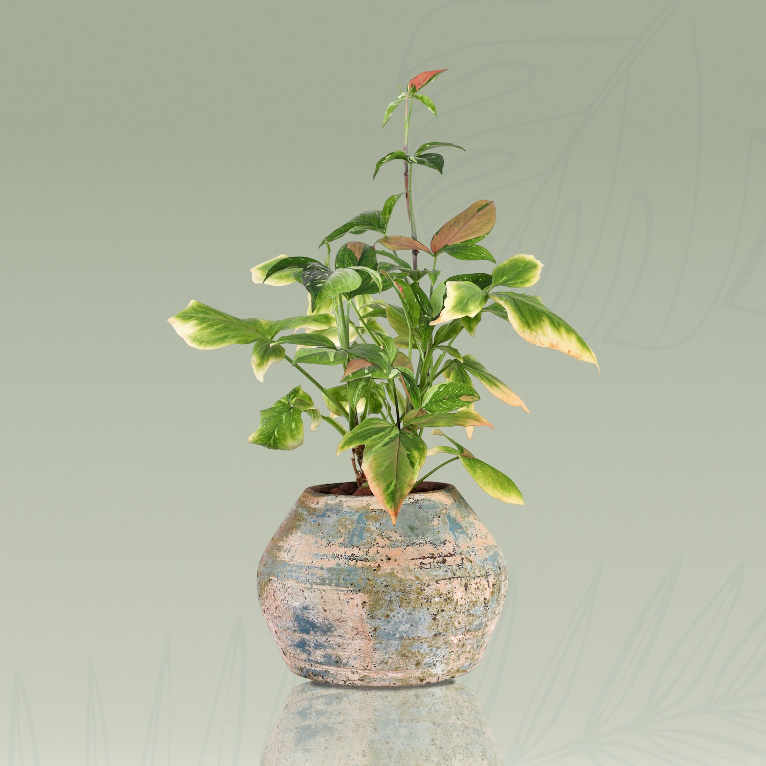SYNGONIUM PINK IN MOSS CERAMIC POT