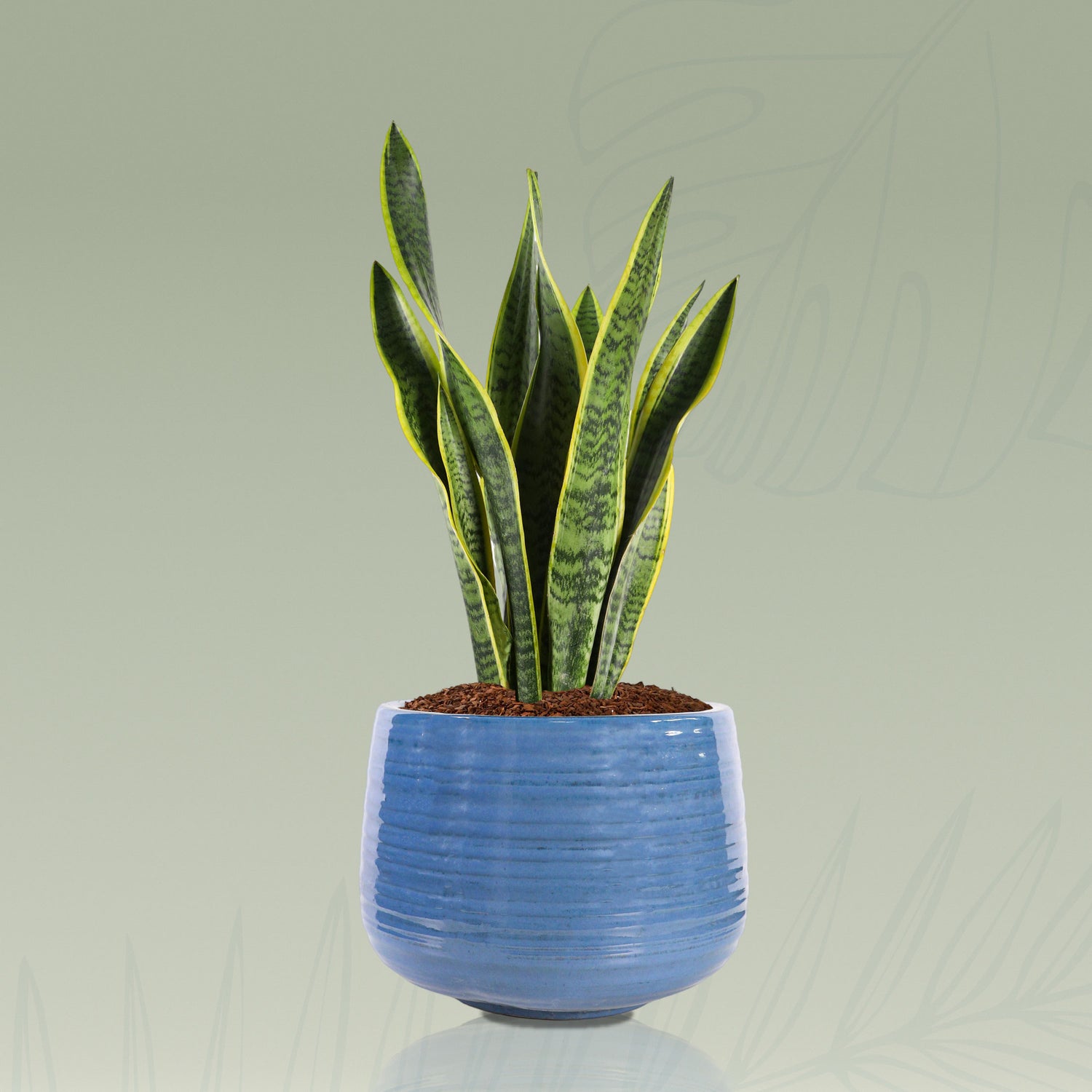 SANSEVIERIA IN BLUE CERAMIC POT