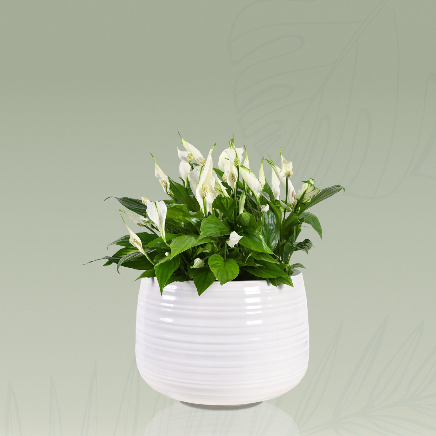 SPATHIPHYLLUM IN WHITE CERAMIC POT