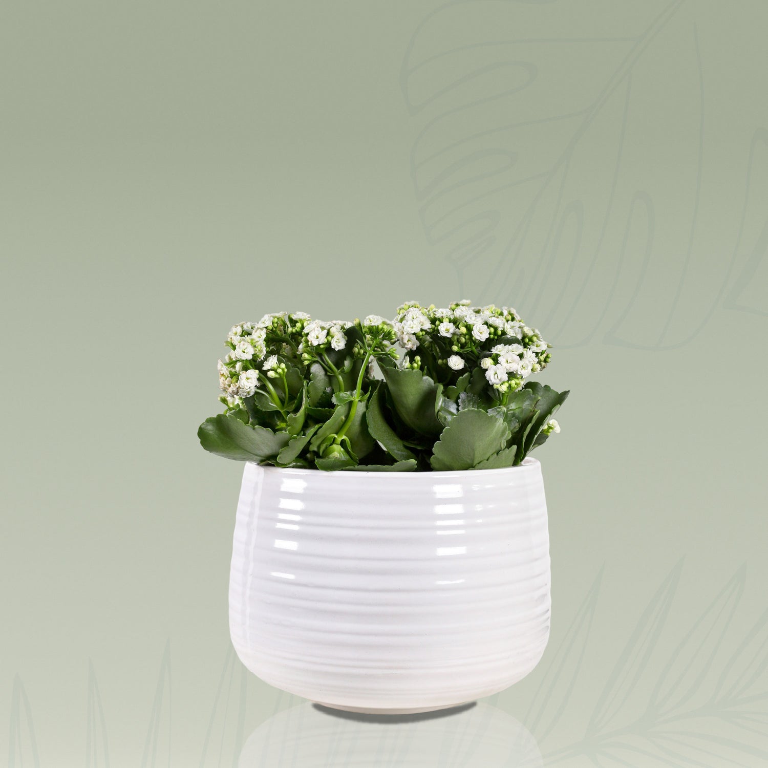 KALANCHOE IN WHITE CERAMIC POT