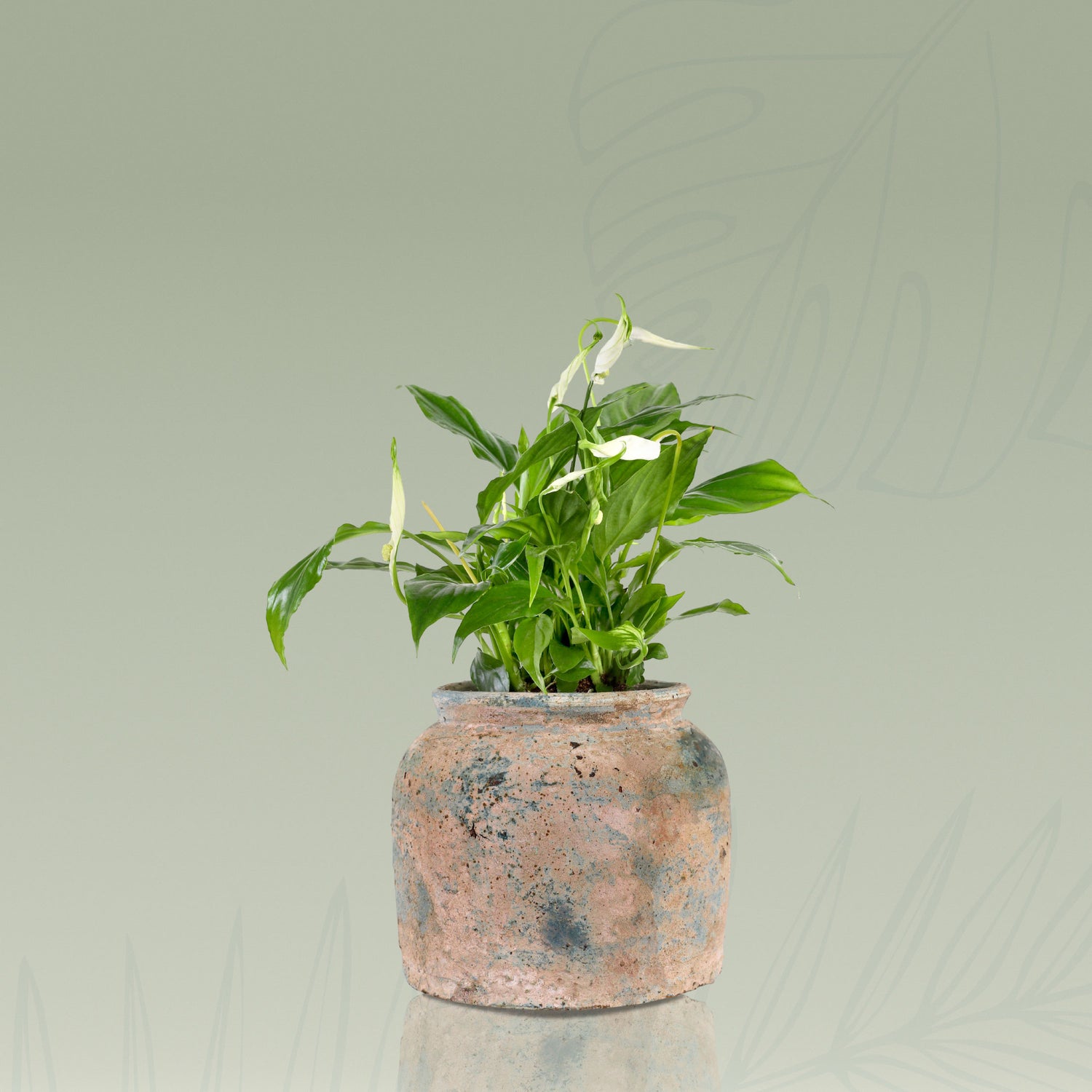 SPATHIPHYLLUM IN GREEN CERAMIC POT