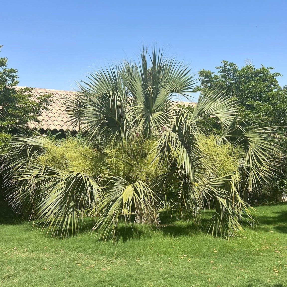 SABAL PALMETTO (سابال بالميتو)