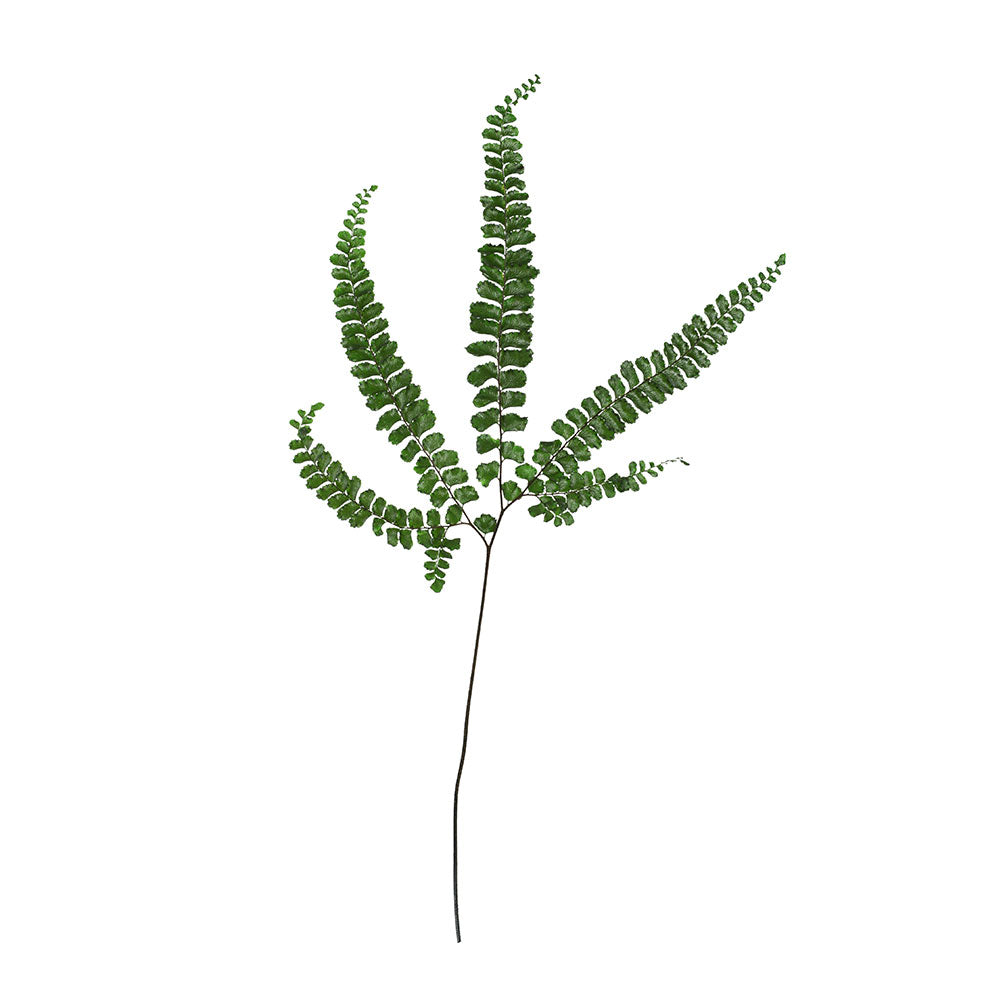 PRESERVED FERN FELCI - السرخس فيلسي المحنطة