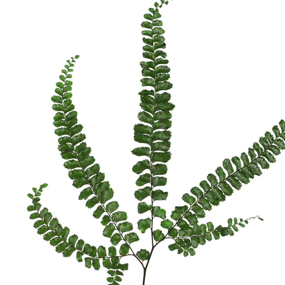 PRESERVED FERN FELCI - السرخس فيلسي المحنطة