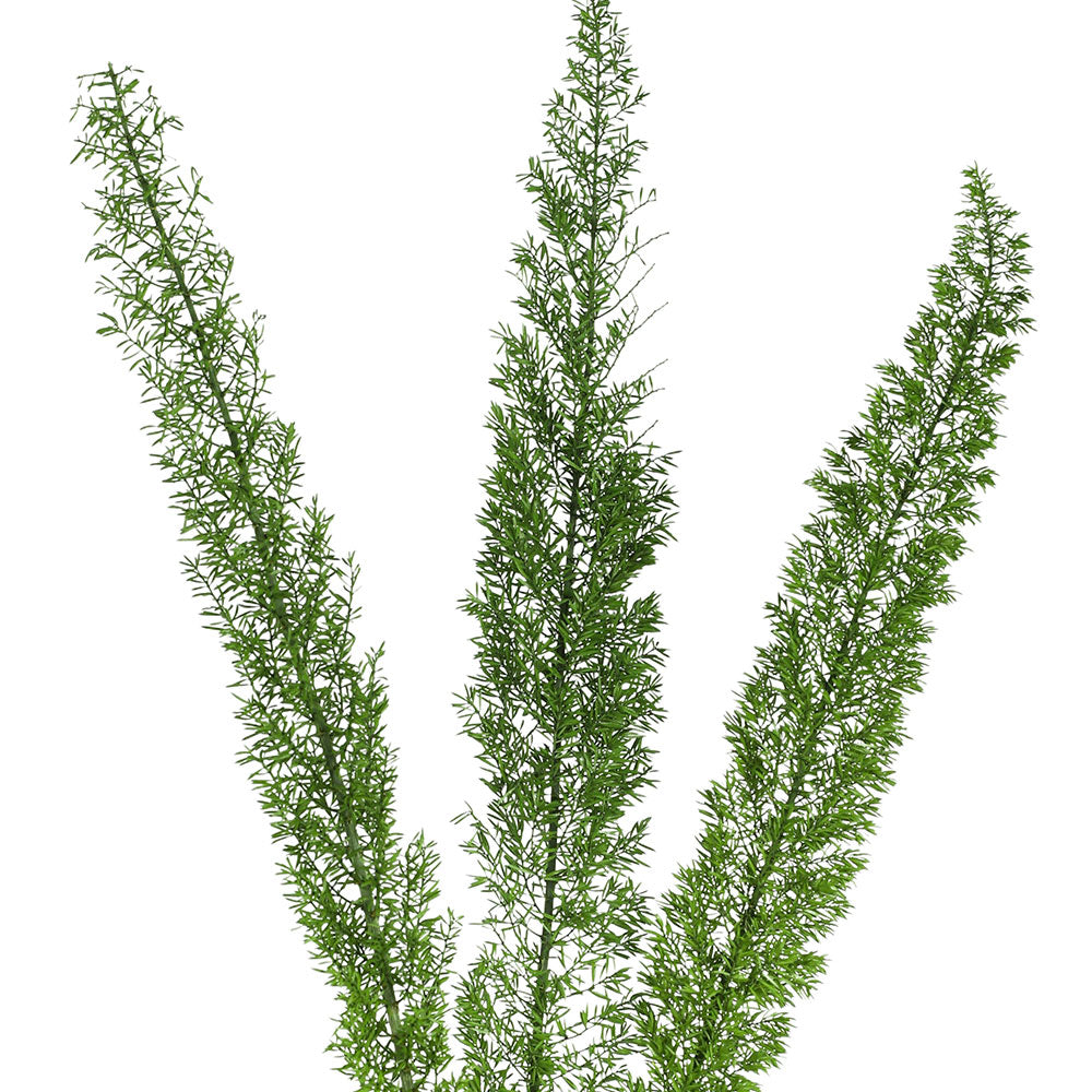 PRESERVED FOXTAIL LEAF - أوراق فوكستيل المحنطة