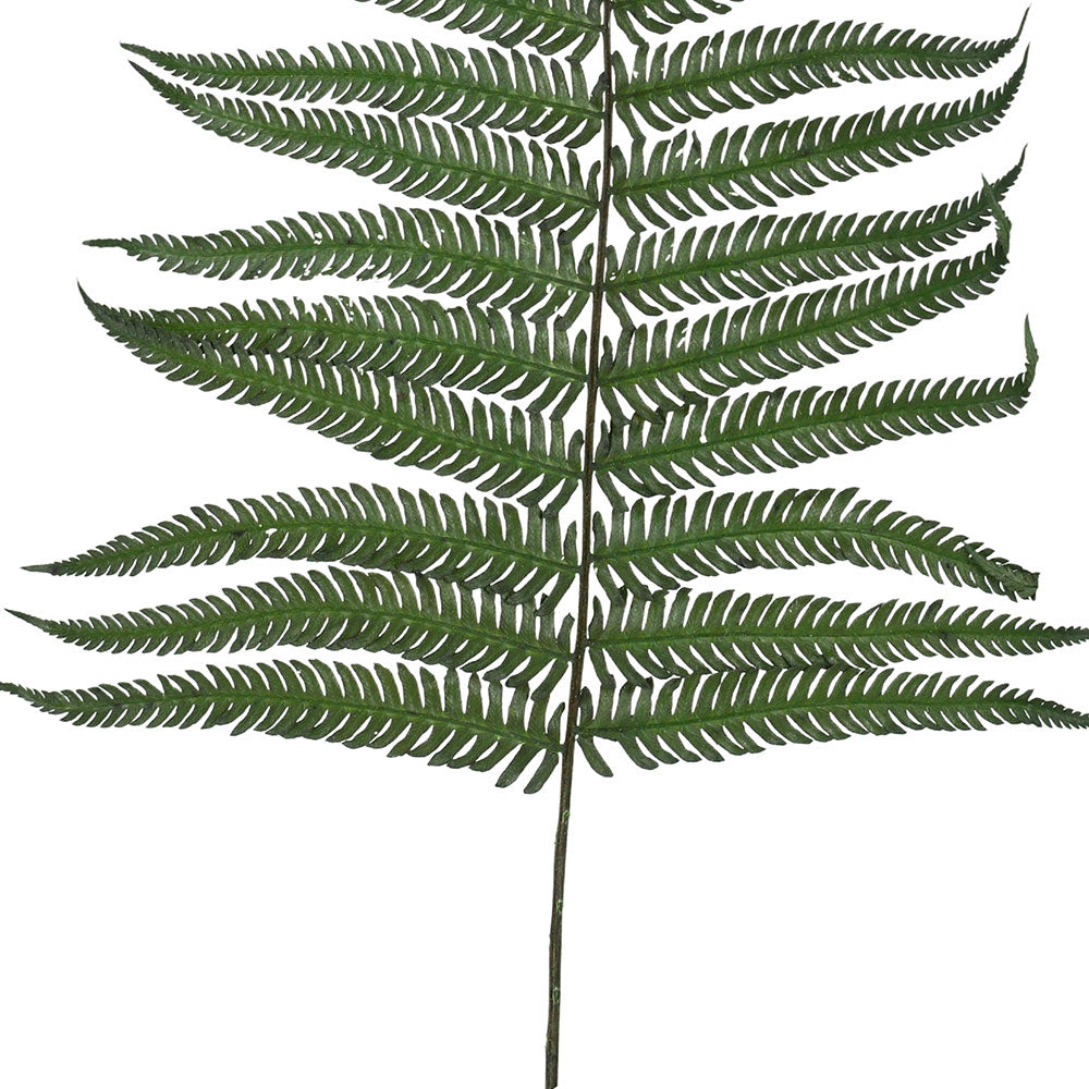 PRESERVED FERN LEAF - أوراق السرخس المحنطة