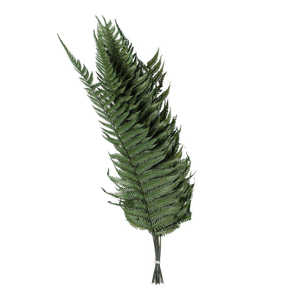 PRESERVED FERN LEAF - أوراق السرخس المحنطة