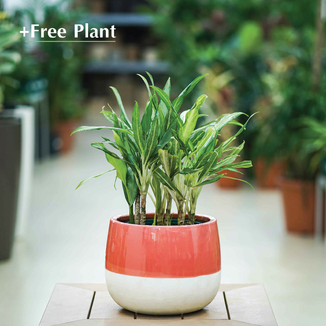 BUY POT & GET A PLANT FREE -  OTTAWA PINK/ POT - حوض أوتاوا - اشتري حوض واحصل على نبتة مجاناً