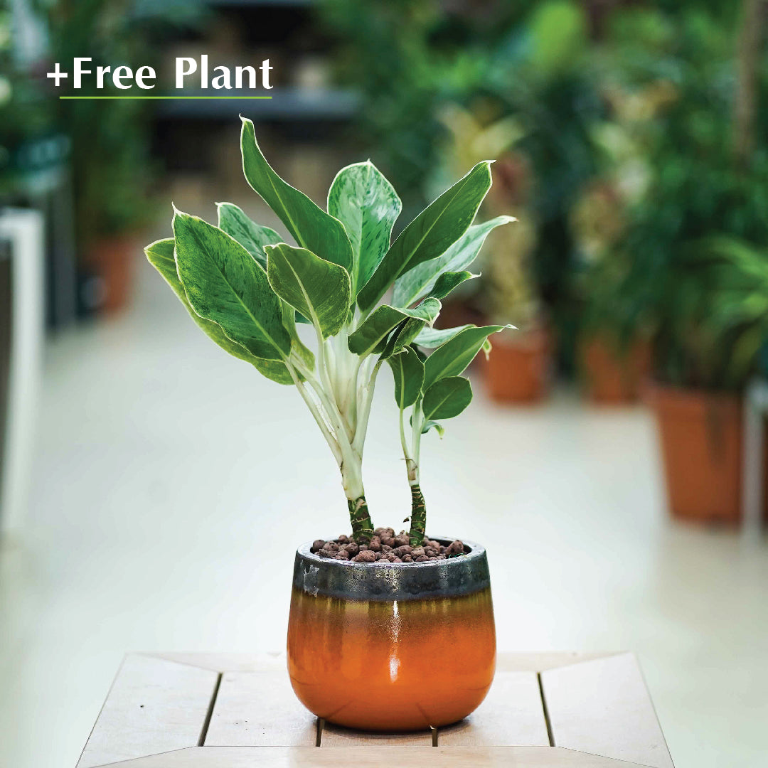 BUY POT & GET A PLANT FREE - DELTA GOLD-ORANGE CERAMIC POT - حوض دلتا - اشتري حوض واحصل على نبتة مجاناً