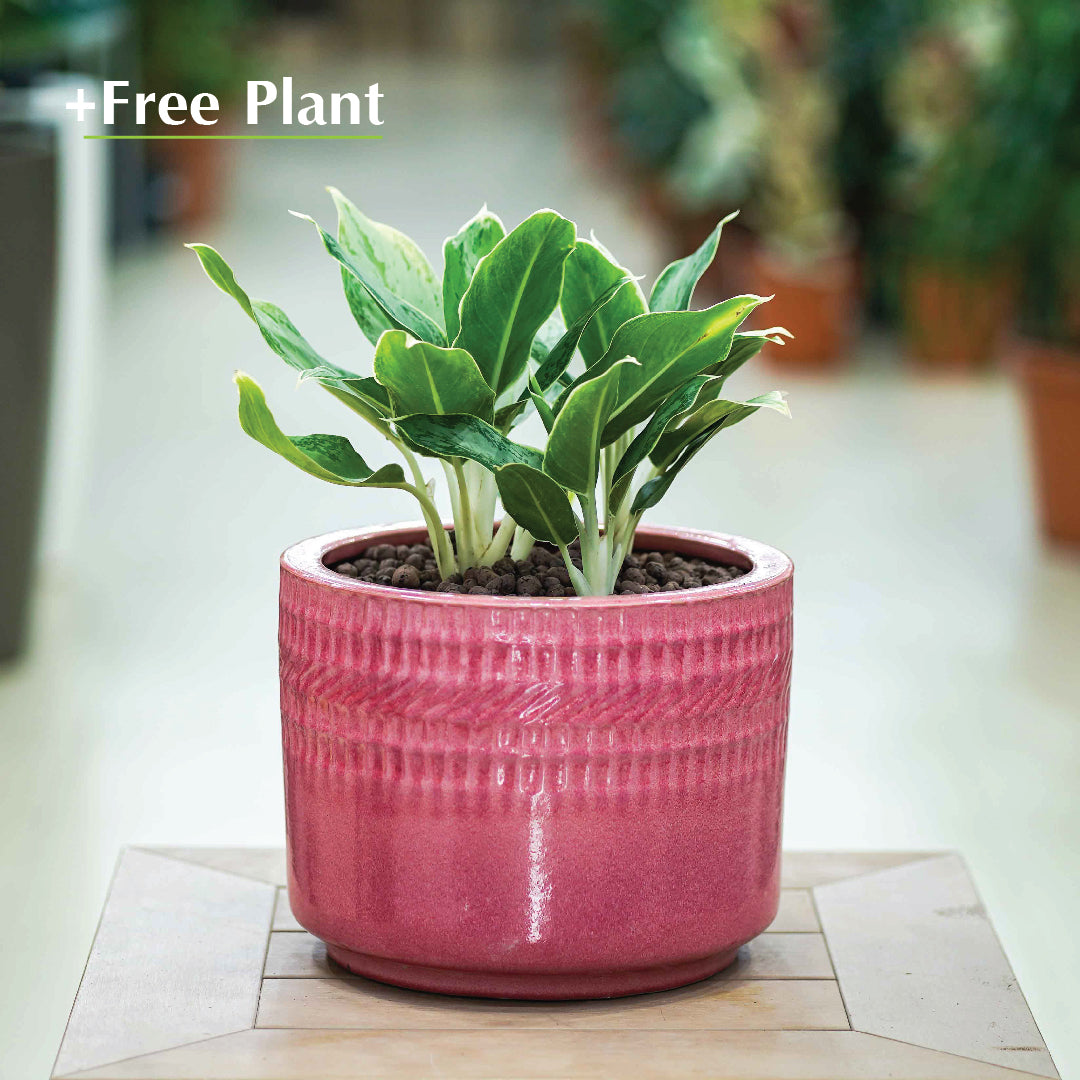 BUY POT & GET A PLANT FREE - HAMILTON PINK POT - حوض هاميلتون - اشتري حوض واحصل على نبتة مجاناً