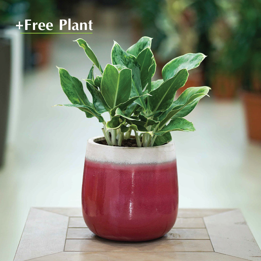 BUY POT & GET A PLANT FREE - OTTAWA WHITE/MATTE-PINK POT - حوض أوتاوا - اشتري حوض واحصل على نبتة مجاناً