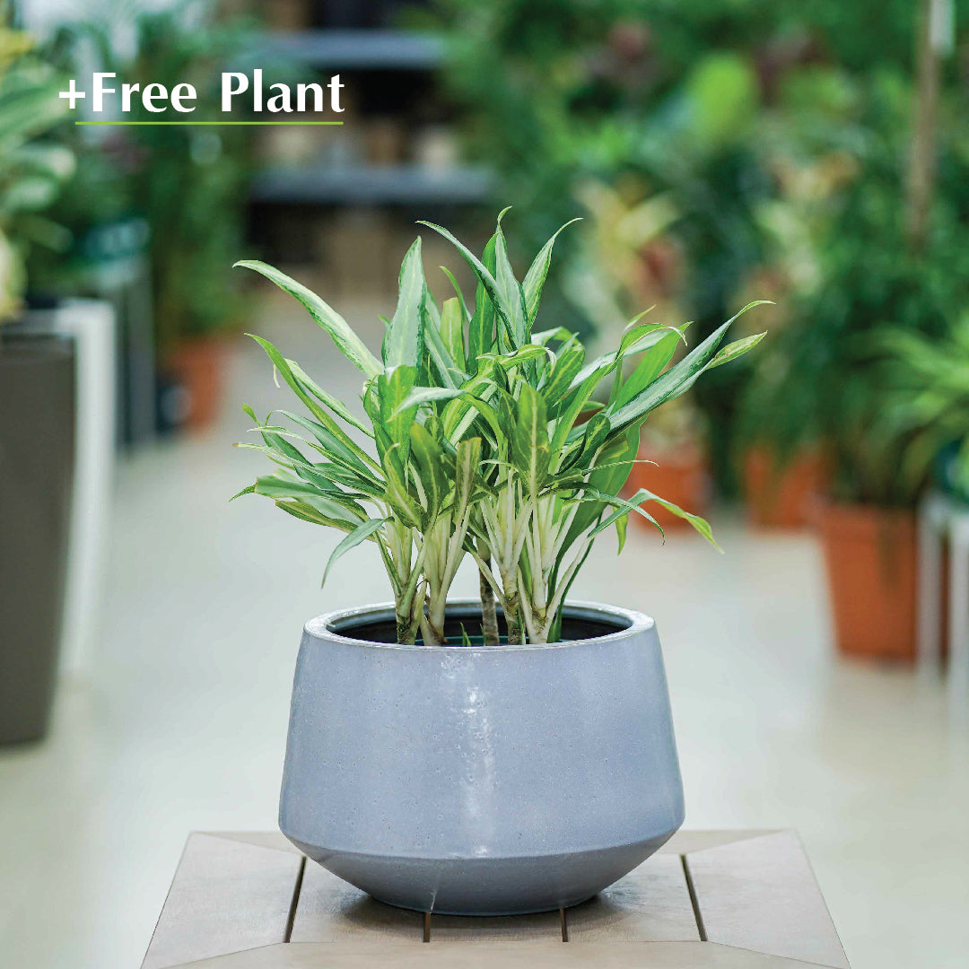 BUY POT & GET A PLANT FREE - WINNIPEG BABY BLUE POT - حوض وينيبيغ - اشتري حوض واحصل على نبتة مجاناً