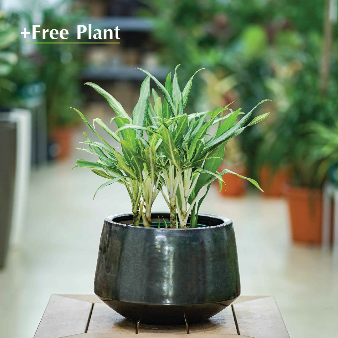 BUY POT & GET A PLANT FREE - WINNIPEG BLACK POT - حوض وينيبيغ - اشتري حوض واحصل على نبتة مجاناً